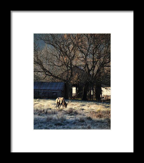 Elk Framed Print featuring the photograph November Sunrise by Michael Dougherty