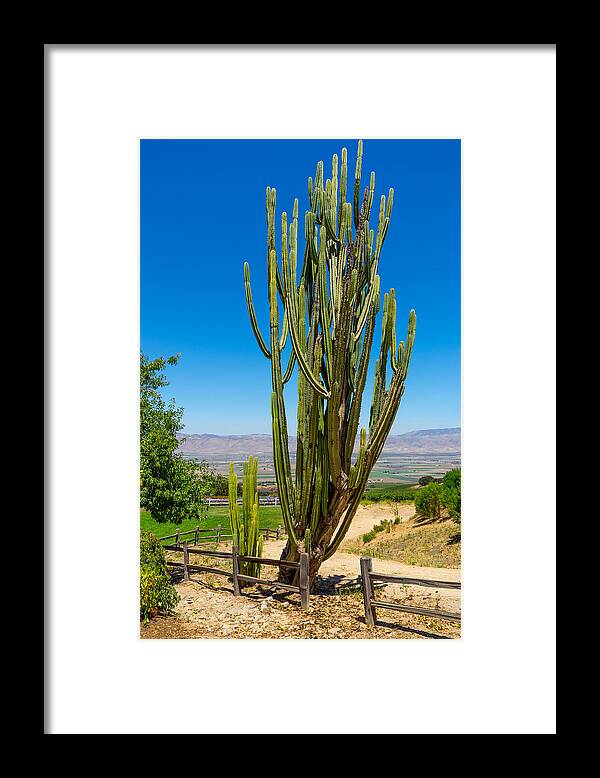 California Framed Print featuring the photograph Now That's a Cactus by Derek Dean