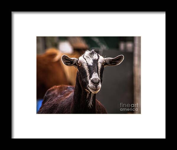 Goat Framed Print featuring the photograph Nubian Goat In Barnyard by Blake Webster