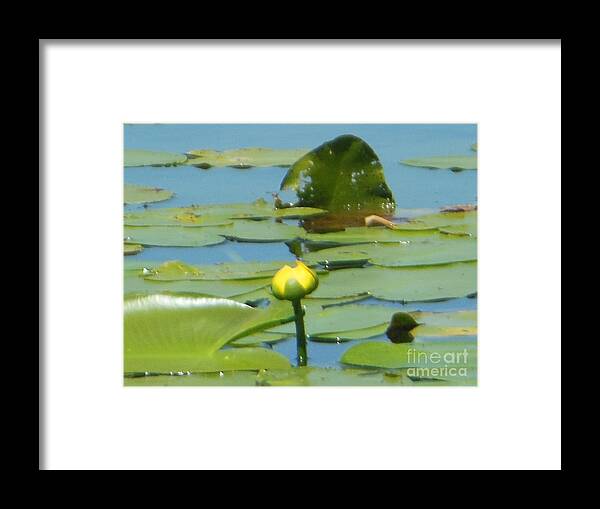 Nuphar Lutea Framed Print featuring the photograph Nuphar Lutea Yellow Pond by Rockin Docks Deluxephotos