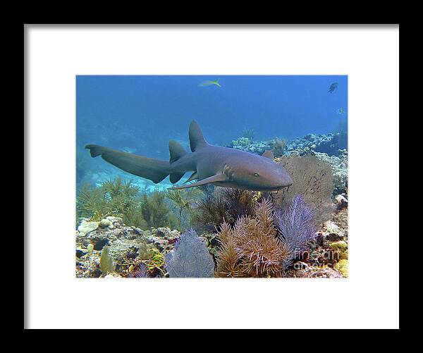 Underwater Framed Print featuring the photograph Nurse Shark 5 by Daryl Duda