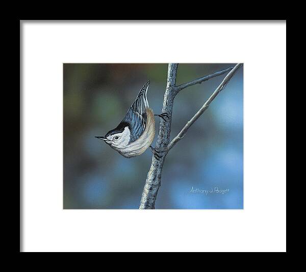 Nuthatch Framed Print featuring the painting Nuthatch by Anthony J Padgett