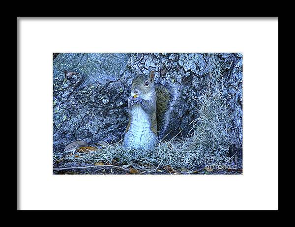 Squirrel Framed Print featuring the photograph Nuts Anyone by Deborah Benoit