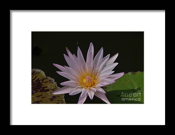 Nymphaea Pubescens Framed Print featuring the photograph Nymphaea pubescens by Nona Kumah