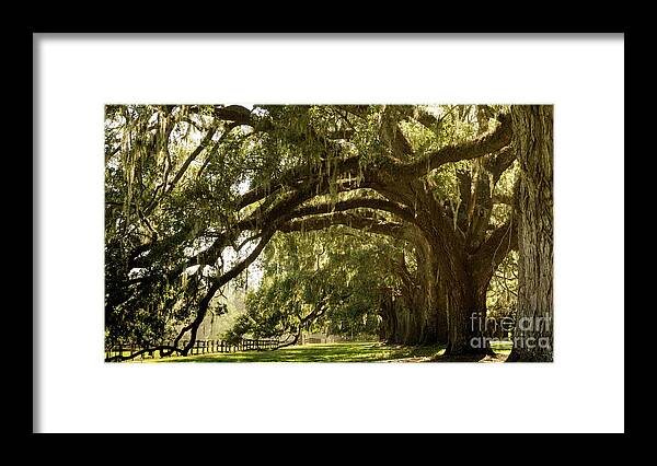 Boone Hall Plantation Framed Print featuring the photograph Oak and Moss by Nando Lardi