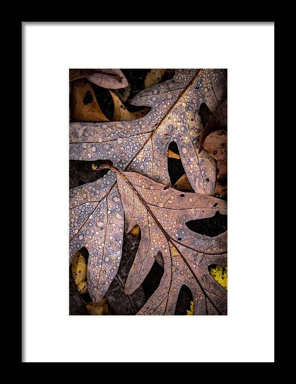  Framed Print featuring the photograph Oak Floor by Terri Hart-Ellis