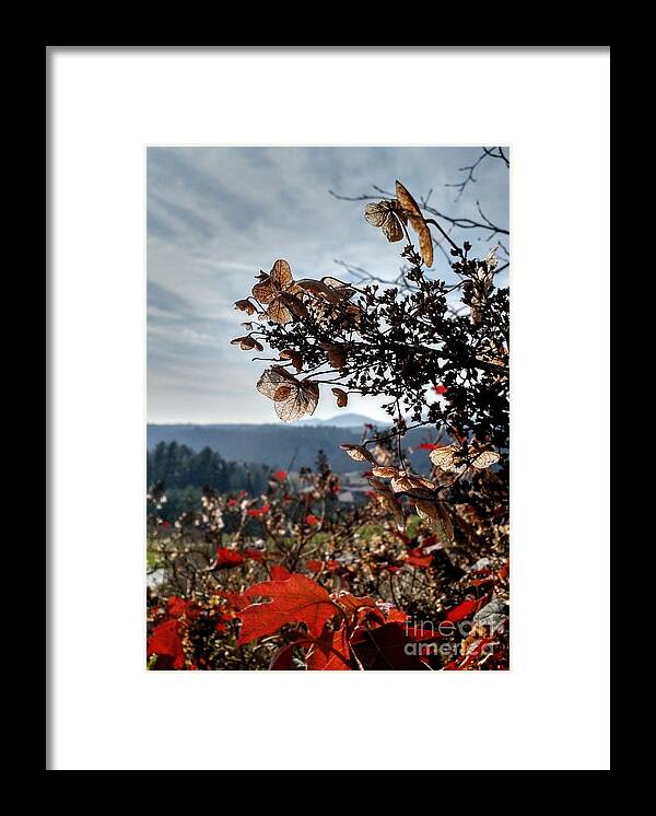 Oak Geranium Framed Print featuring the photograph Oak Geranium by Anita Adams