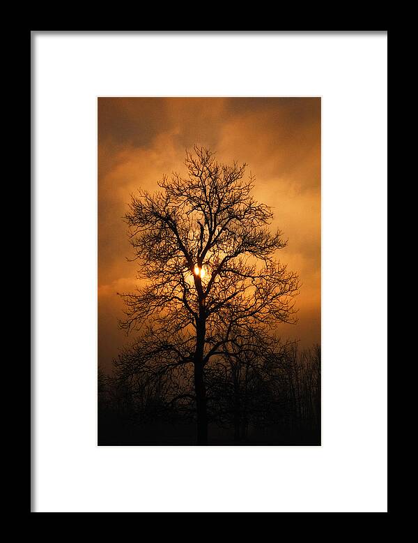 Oak Tree Framed Print featuring the photograph Oak Tree at Sunrise by Michael Dougherty