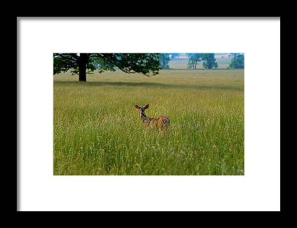 Fine Art Framed Print featuring the photograph Observer by Rodney Lee Williams