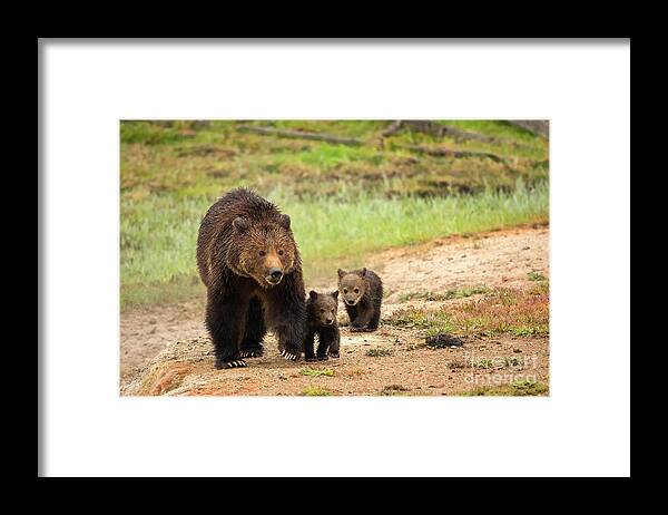 Grizzly Bears Framed Print featuring the photograph Obsidian by Aaron Whittemore