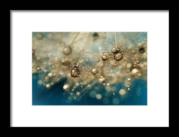 Dandelion Framed Print featuring the photograph Ocean Deep Dandy Drops by Sharon Johnstone