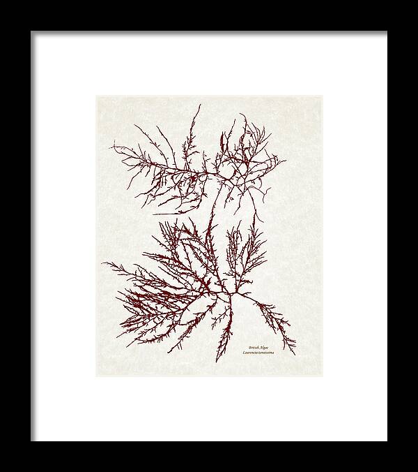 Seaweed Framed Print featuring the mixed media Ocean Seaweed Plant Art Laurencia Tenuissima by Christina Rollo