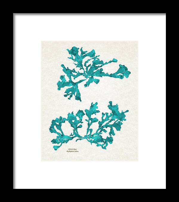 Seaweed Framed Print featuring the mixed media Ocean Seaweed Plant Art Phyllophora Rubens by Christina Rollo