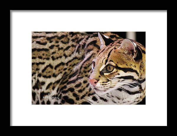 Ocelot Framed Print featuring the photograph Ocelot by Pat McGrath Avery