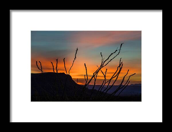 Sunset Framed Print featuring the photograph Ocotillo at Sunset by Steven Schwartzman