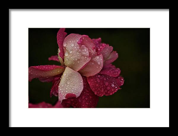 Rose Framed Print featuring the photograph October Rose in the Rain by Richard Cummings