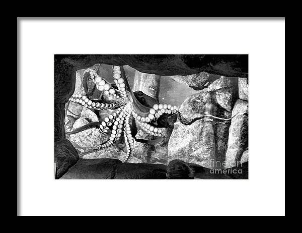 Octopus Framed Print featuring the photograph Octopus Black White by Chuck Kuhn