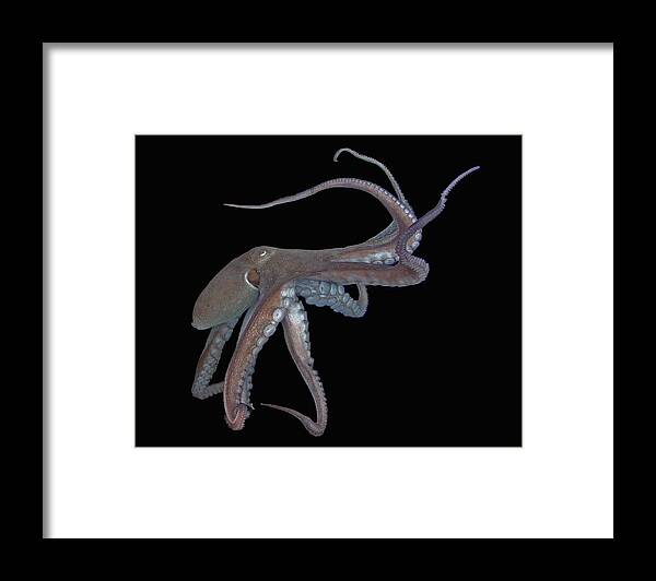 Octopus Framed Print featuring the photograph Octopus by Larry Linton