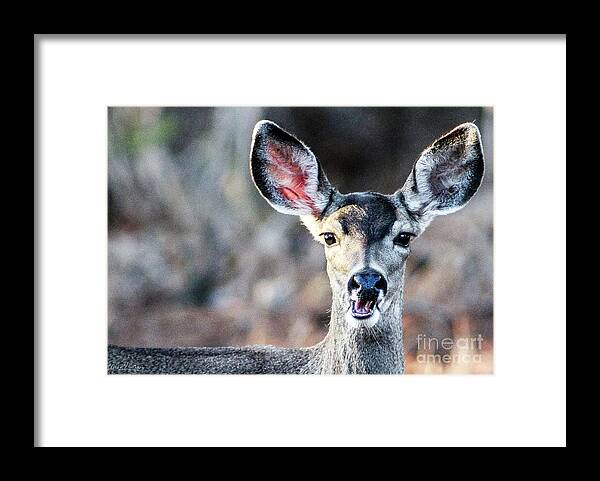 Wildlife Framed Print featuring the photograph Oh, Deer by Adam Morsa