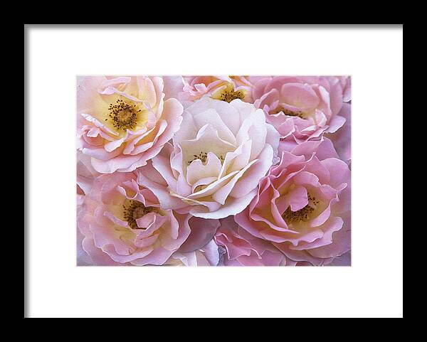 Digital Roses Framed Print featuring the photograph Oh Glory Me by Theresa Tahara