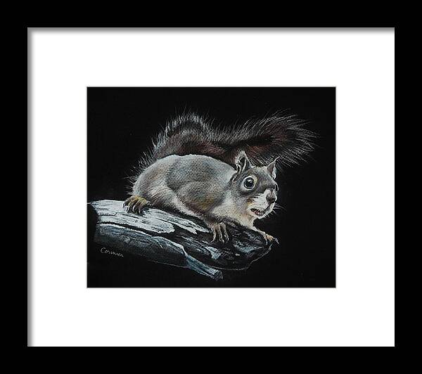 Squirrel Framed Print featuring the drawing Oh Nuts by Jean Cormier
