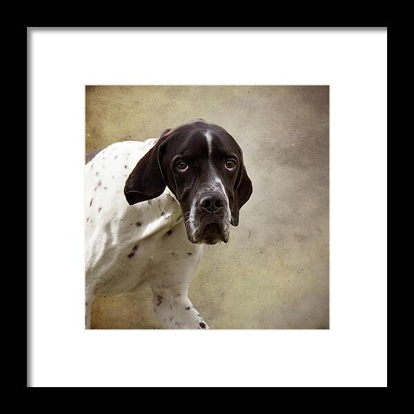 Dog Framed Print featuring the photograph Oh The Eyes by Ethiriel Photography