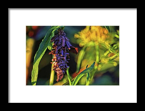 Oiketicus Abbotii Framed Print featuring the photograph Oiketicus Abbotii by HH Photography of Florida