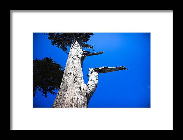 Hangin Framed Print featuring the photograph Old Cedar Tree by Dina Calvarese