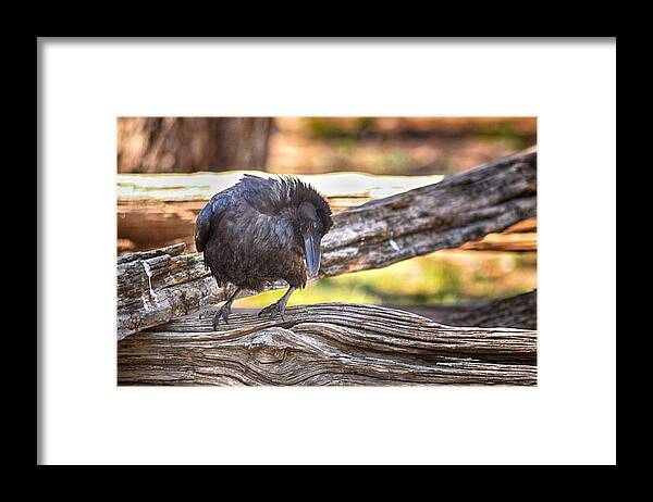 Birds Framed Print featuring the photograph Old Crow by AJ Schibig