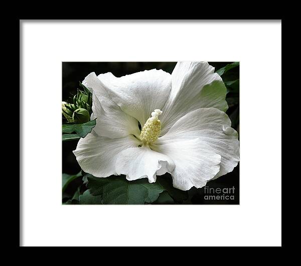 Flower Framed Print featuring the photograph Old Fashioned Flower by Jan Gelders
