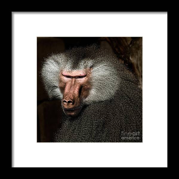 Affen Framed Print featuring the photograph Old Male by Joerg Lingnau