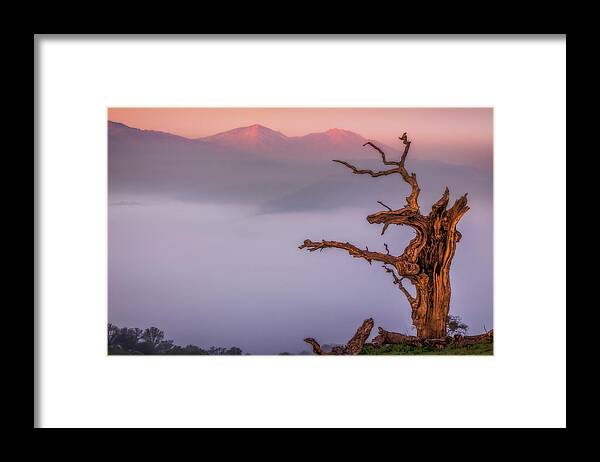 Landscape Framed Print featuring the photograph Old Oak and Mt. Diablo on a Foggy Morning by Marc Crumpler