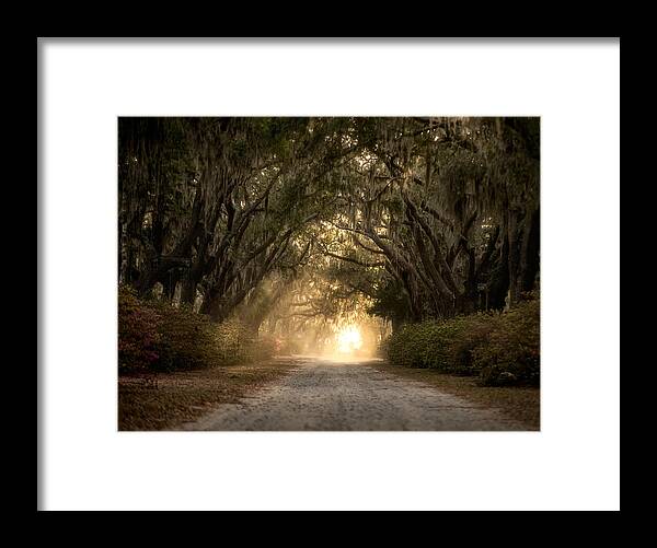 Live Oak Framed Print featuring the photograph Old Savannah by Matt Hammerstein