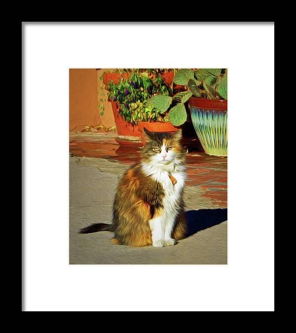 Cat Framed Print featuring the photograph Old Town Cat by Nikolyn McDonald