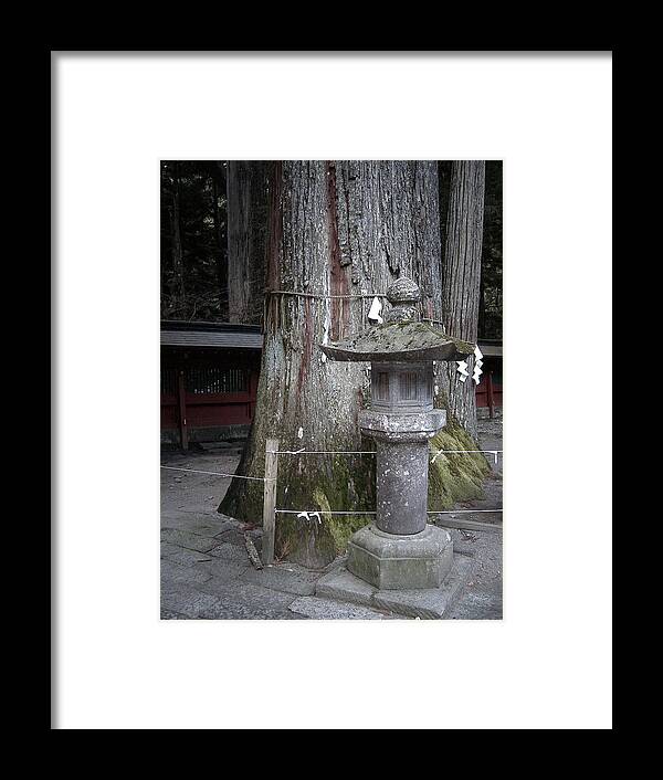Tree Framed Print featuring the photograph Old Tree by Naxart Studio