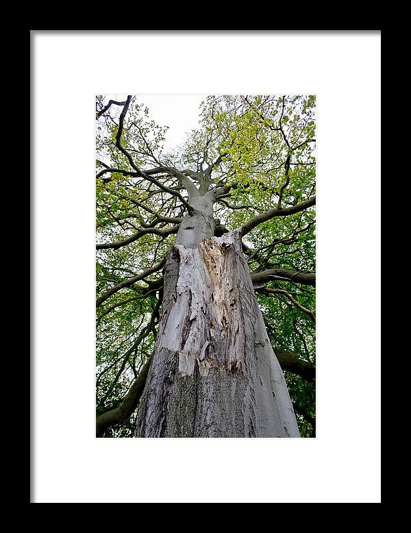Tree Framed Print featuring the photograph Old wounds by Elena Perelman