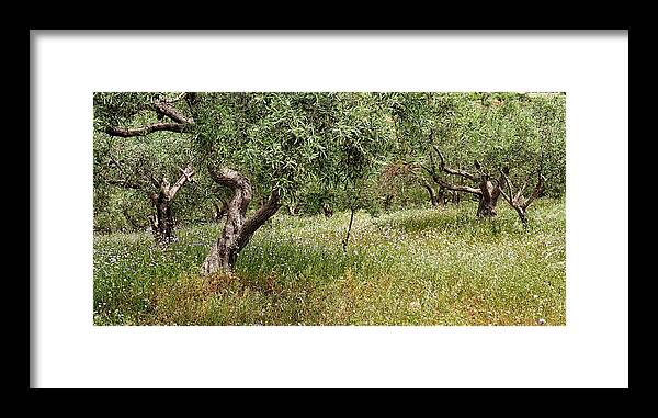 Olive Framed Print featuring the photograph Olive groves by Shirley Mitchell