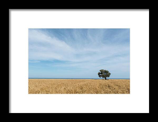 Olive Tree Framed Print featuring the photograph Olive tree on the wheat field by Michalakis Ppalis