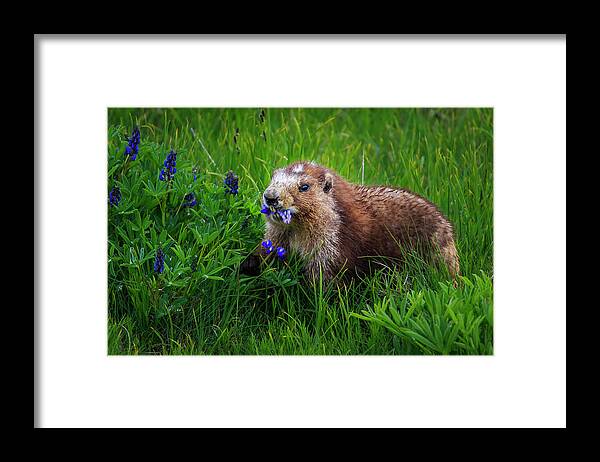 Olympic National Forest Framed Print featuring the photograph Olympic Marmot by Briand Sanderson
