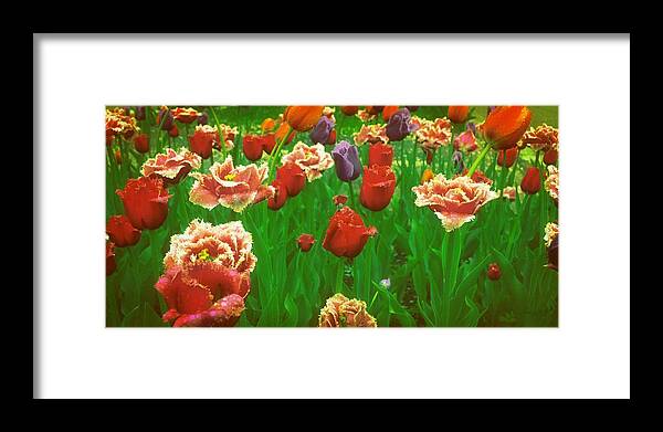 Tulips Framed Print featuring the photograph On a Bed of Green by Michelle Calkins