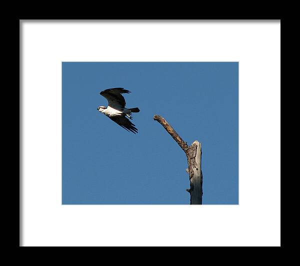Nature Framed Print featuring the photograph On a Mission by Peggy Urban