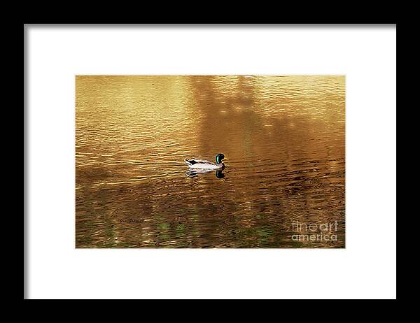 Mallard Duck Framed Print featuring the photograph On Golden Pond by Yumi Johnson