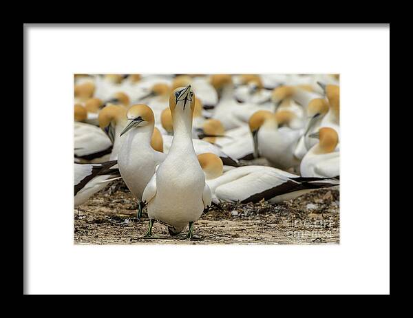 Bird Framed Print featuring the photograph On Guard by Werner Padarin