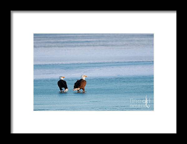 Bald Eagles On Blue Ice Framed Print featuring the photograph On Ice by Bon and Jim Fillpot