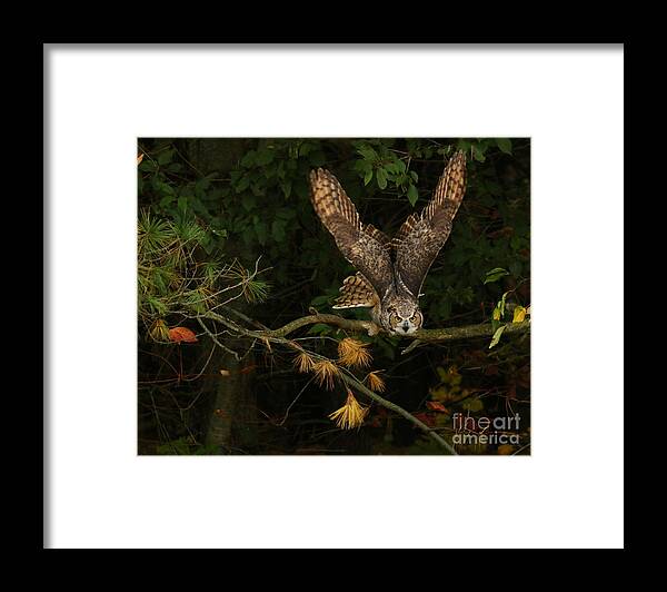 Great Horned Owl Framed Print featuring the photograph On My Radar by Heather King