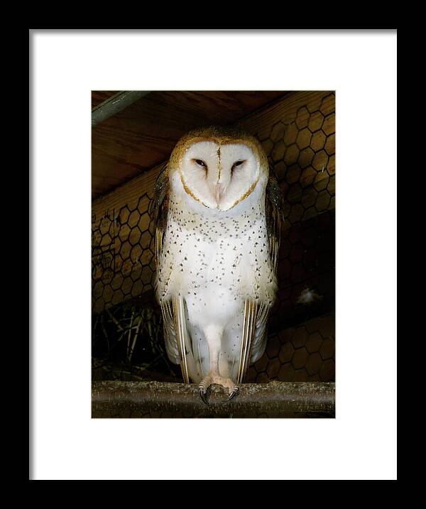 Owl Framed Print featuring the photograph On one leg by Azthet Photography