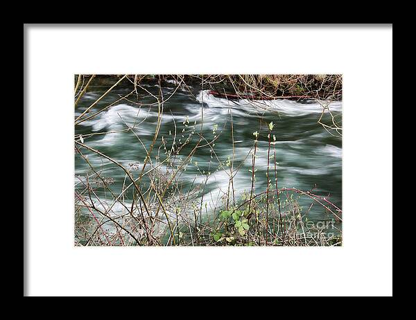 Whatcom Creek Framed Print featuring the photograph On the Bank of Whatcom Creek by Cheryl Rose
