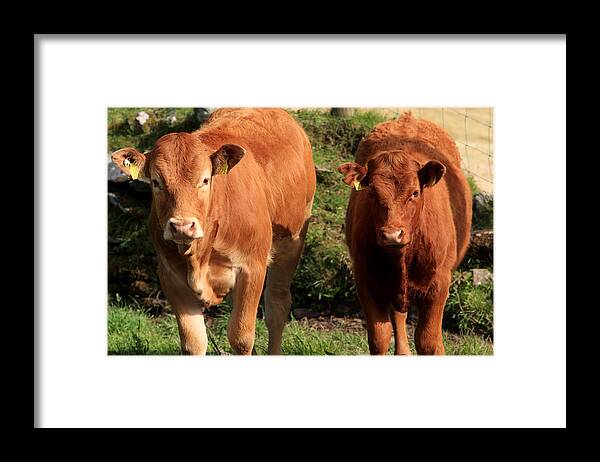 Cow Framed Print featuring the photograph On The Farm by Aidan Moran