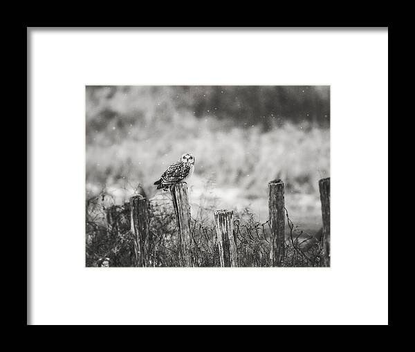 Black And White Framed Print featuring the photograph On The Fence BW by Carrie Ann Grippo-Pike