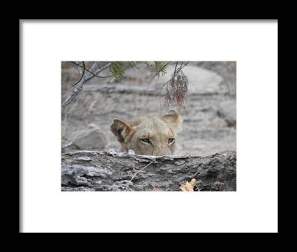 Lioness Framed Print featuring the photograph On the Lookout by Betty-Anne McDonald